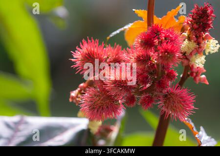 Nahaufnahme von leuchtend roten, stacheligen Samenkapseln und Blüten einer Ricinus-Pflanze (Ricinus communis), die in sanftem Sonnenlicht vor einem verschwommenen natürlichen Grün leuchtet Stockfoto