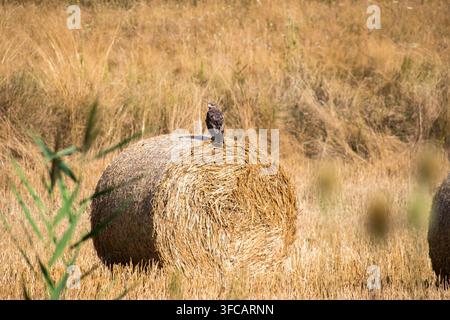 Es ist der am weitesten verbreitete und am häufigsten beobachtete Raubvogel in Rumänien und in ganz Mitteleuropa. Stockfoto