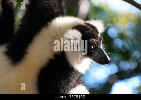 schwarz-weiß-Ruffed lemur Stockfoto