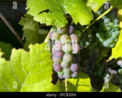Sonnenbestrahlter Haufen reifender Trauben, der an einer Rebe hängt. Stockfoto
