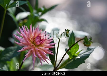 Zarte rosa Dahlie auf der linken Seite mit einem weichen verschwommenen Hintergrund. Perfektes minimales Layout für Text und Design. Stockfoto