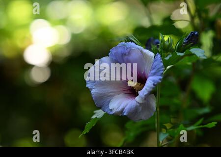 Lebendiger violetter Hibiskus auf der rechten Seite mit einem atemberaubenden unscharfen Hintergrund. Elegantes Sommerflora-Konzept. Stockfoto