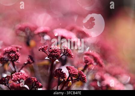 Nahaufnahme einer rosa Sedum-Blüte mit selektiver Schärfentiefe und leuchtenden Bokeh-Kugeln. Detaillierte Makroaufnahme in natürlichem Spätsommerlicht. Stockfoto