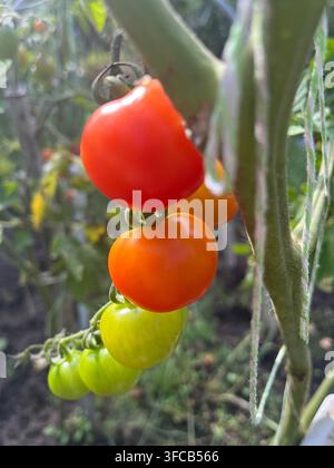 Reifende Kirschtomaten, die an einem Zweig in einem Gewächshaus wachsen. Stockfoto