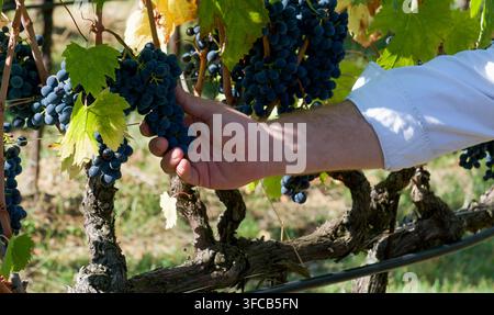 Nahaufnahme einer Winzerhand, die reife rote Sangiovese-Trauben an der Rebe hält, bevor die Ernte in einem Weinberg in Radda in Chianti, Toskana, Italien, beginnt. Stockfoto