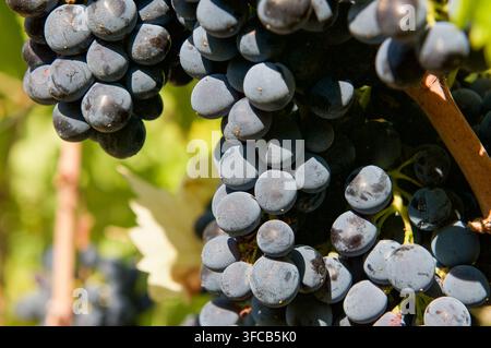 Extrem naher Blick auf saftige reife Sangiovese-Trauben, bedeckt mit natürlichem Edelfäule, die in einem Weinberg in Radda in Chianti, Toskana, Italien wachsen. Stockfoto