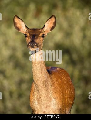 Porträt einer weiblichen Rotwildkuh, die wachsam im warmen Morgenlicht steht Stockfoto