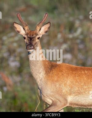 Junger roter Hirsch mit wachsenden Samthörnern im Nahaufnahme-Porträt Stockfoto