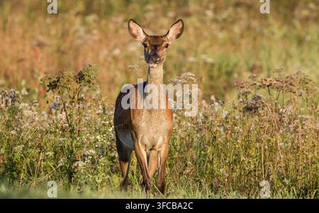 Weibliches Rotwild-Hind steht wachsam in einer sommerlichen Wildblumenwiese Stockfoto