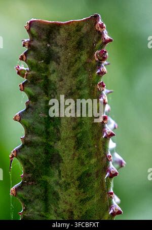 Eine Nahaufnahme des Stängels eines Afrikanischen Milchbaums (Euphorbia trigona) Stockfoto