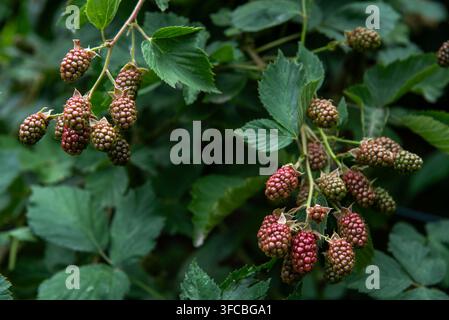 Nahaufnahme von unreifen Brombeeren und zarten blassen Blüten, die an einem üppigen grünen Brombeerstrauch in einem Sommergarten wachsen Stockfoto