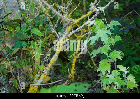 Eine Nahaufnahme mehrerer leuchtend gelber und grauer Flechten, die auf dünnen Holzästen wachsen, umgeben von verschiedenen Arten von grünen Blättern in einem natürlichen Stockfoto