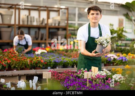 Erfolgreiche junge Gewächshausarbeiterin steht in der Nähe der Bühne mit farbenfrohen blühenden Topfpflanzen und zeigt immergrüne Iberis.. Stockfoto