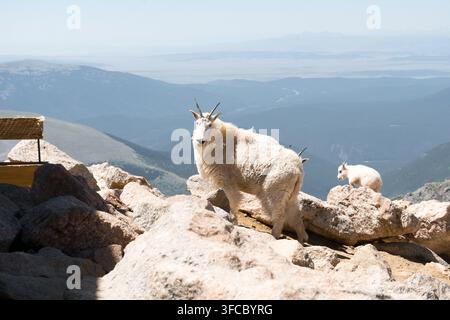 Bergziegen auf Blue Sky Mountain Colorado Stockfoto