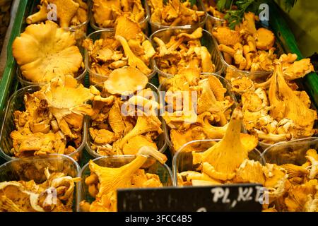 Frische goldene Pfifferlinge in Plastikschalen auf einem Marktstand ausgestellt. Konzept für rohe Bio-Wildpilze. Stockfoto