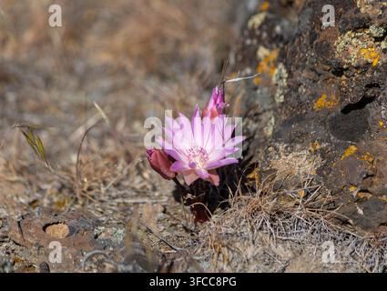 Zarte rosa Wildblume blüht neben dunklen Felsen und trockenem Gras in der ariden Landschaft des östlichen Washington Staates, USA. Stockfoto