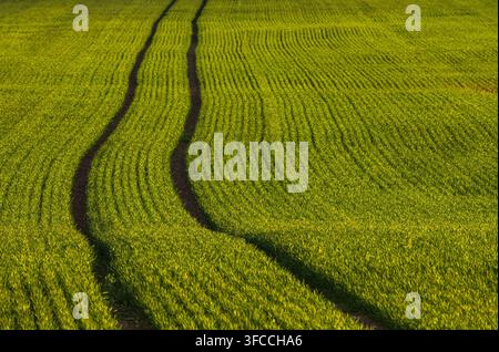 Wogendes grünes Weizenfeld mit Traktorspuren unter goldenem Sonnenlicht über sanften Hügeln, mit Weizen, Feld, Spur, Traktor-Details, zeigt Reihen, Grün Stockfoto