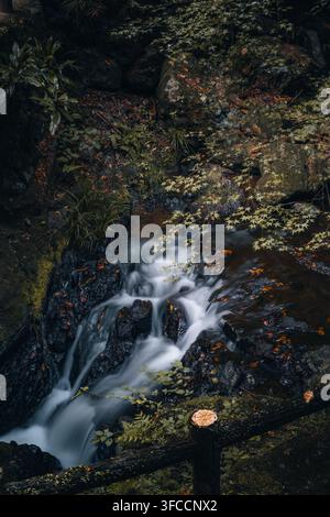 Kleiner Wasserfall, der durch einen üppigen Wald mit moosbedeckten Felsen in Japan fließt. Stockfoto