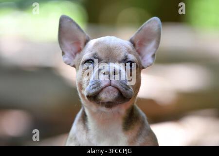 Porträt eines süßen blauen Sable-Französischen Bulldoggenwelpen in der Waldnatur Stockfoto