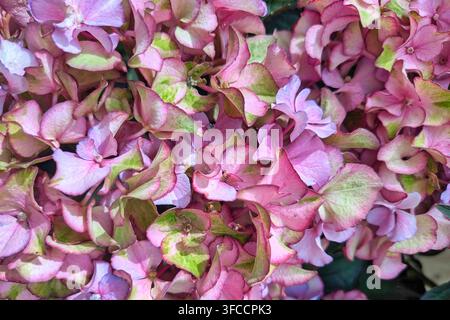 Oberblick auf rosa Hydrangea-Macrophylla-Blüten mit Ansätzen von Flieder und Grün Stockfoto