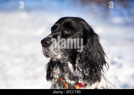 Süßer Hund mit langen Ohren, bedeckt mit Eis, läuft in einem verschneiten Park im Winter. Porträt eines Jagdsponiels auf einem Spaziergang. Stockfoto