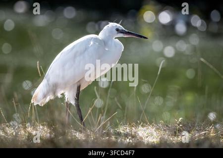 Kleiner Seeralli steht an einem grasbewachsenen Ufer mit einem funkelnden Wasserhintergrund. Kommerzielles Wildtiere-Bild mit sanftem natürlichem Gegenlicht und Kopierraum. Stockfoto