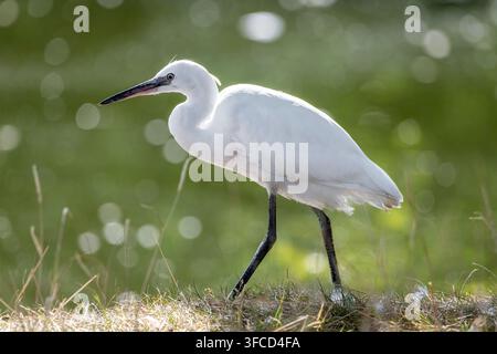 Kleiner Seerallen, der durch Gras geht, mit einem weichen Bokeh-Hintergrund. Sauberes kommerzielles Wildtiermotiv mit makellosen weißen Federn und Platz für Text. Stockfoto