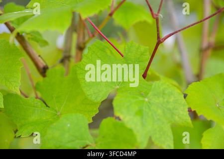 Frische grüne Weinrebenblätter, die entlang rötlicher Stängel wachsen, im Nahaufnahme mit weichem natürlichem Licht und verschwommenem Hintergrund fotografiert. Ideal für Viticul Stockfoto
