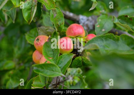 Nahaufnahme von reifen roten und rosa Äpfeln, die an einem Obstbaum wachsen, umgeben von grünen Blättern. Natürliche Obstgarten-Bilder, ideal für frische Produkte, Landwirtschaft, Stockfoto