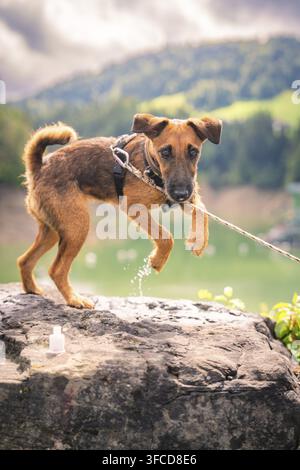 Brauner Hund steht auf einem Felsen, umgeben von grüner Natur und bewölktem Himmel, Krumbach, Vorarlberg, Österreich Stockfoto