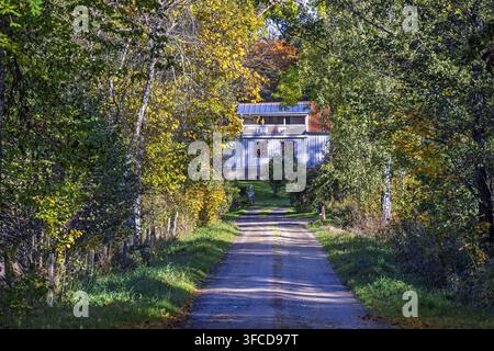Baumgesäumte Landstraße, die zu einem Haus in einem Laubwald mit Herbstfarben führt, Schweden Stockfoto
