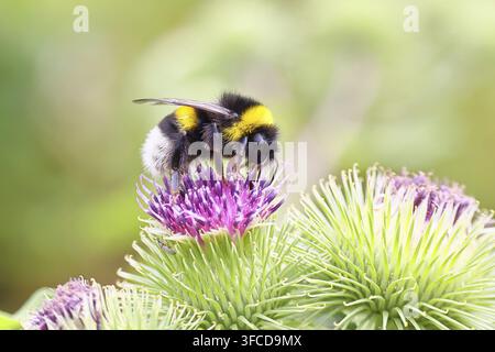Große Erdhummel (Bombus terrestris) auf einer Blume der Wiesen-Distel (Cirsium arvense), Wilden, Nordrhein-Westfalen, Deutschland Stockfoto