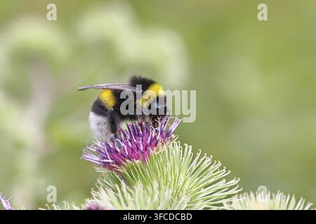 Große Erdhummel (Bombus terrestris) auf einer Blume der Wiesen-Distel (Cirsium arvense), Wilden, Nordrhein-Westfalen, Deutschland Stockfoto