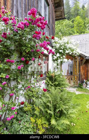 Rote Kletterrosen (rosa) in Blüte, Steiermark, Österreich Stockfoto