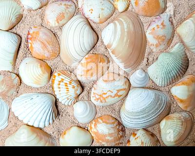 Oberblick auf verschiedene Arten von Meeresmuscheln, die auf einem sandigen Hintergrund verstreut sind. Sommer-Strandtextur-Konzept. Stockfoto