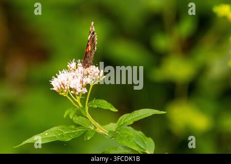 Ein roter Admiralschmetterling, der auf einer blassrosa Wildblume sitzt. Stockfoto