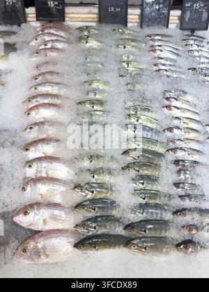 Verschiedene frische Fische, die auf zerstoßenem Eis an einer Supermarkt-Fischtheke arrangiert sind. Kommerzielle Lebensmittelauslage, geeignet für Lebensmittel, Restaurants, Ernährung und Stockfoto