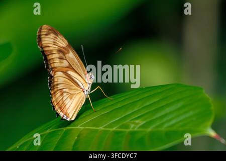 Schmetterling Julia Heliconian (Dryas iulia) ruht auf einem Blatt, Singapur Stockfoto
