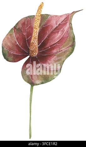 Aquarell handgezeichnete Anthurienblüte rote grüne Illustration, grafische tropische Blumen-Clipart Stockfoto