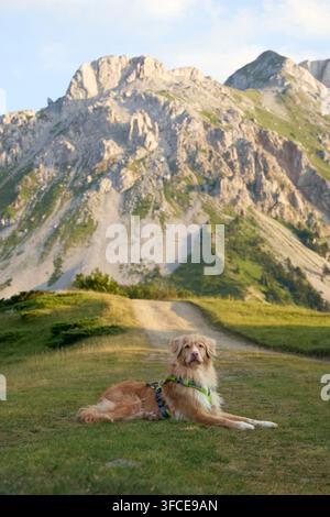 Ein rötlich-brauner Nova-Scotia-Duck-Tolling-Retriever liegt ruhig auf grünem Gras. Das Licht betont sein Fell, während sich Berge im Hintergrund erstrecken. Stockfoto