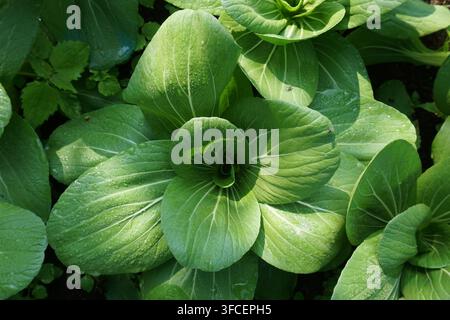Eine Hochwinkel-Aufnahme von oben der lebhaften grünen Bok Choy- oder Pak Choi-Pflanzen, die mit großen, strukturierten Blättern dicht in einem Bio-Gemüsegarten wachsen Stockfoto