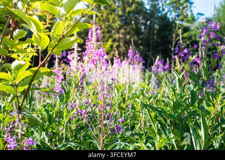 Ein dichter Fleck Brennnessel, der entlang eines sonnigen Waldrandes wächst. Lila Blüten und hohe Stängel schaffen eine lebendige Sommerwaldszene. Geeignet für Natur Stockfoto