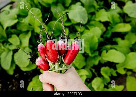 Gärtnerhand, die einen Büschel langgestalteter Radieschen, Raphanus sativus, aus dem Heimergarten zeigt. Foto im rustikalen ästhetischen Stil. Gemüsegarten im Hintergrund. Stockfoto