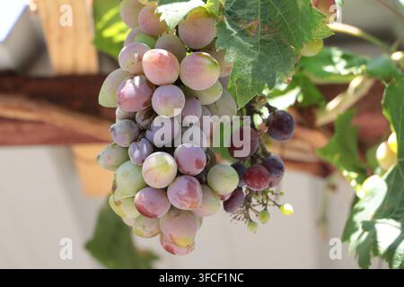 Reife Trauben hängen an einer Weinrebe, umgeben von grünen Blättern Stockfoto