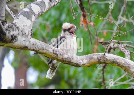 Ein lachender Kookaburra sitzt mit offenem Schnabel auf einem Ast in den Fitzroy Gardens in Melbourne, Victoria, Australien. Stockfoto