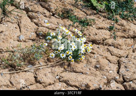 Ein Büschel Gänseblümchen, das während des heißen Sommers 2026 am trockenen Ufer eines Teiches wächst. Stockfoto