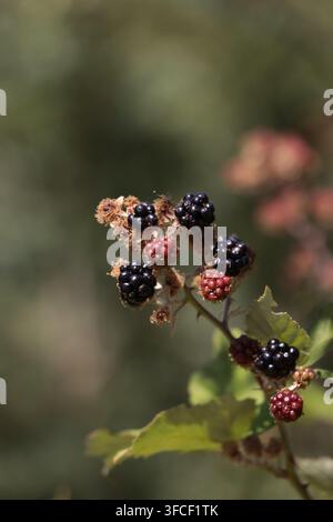 Brombeeren, die an einem dornigen Zweig mit grünen Blättern wachsen Stockfoto