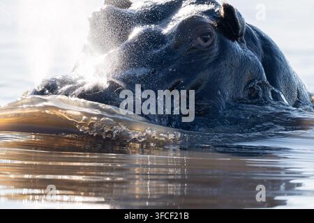 Flusspferd durchbricht die Wasseroberfläche im Okavango-Delta Stockfoto