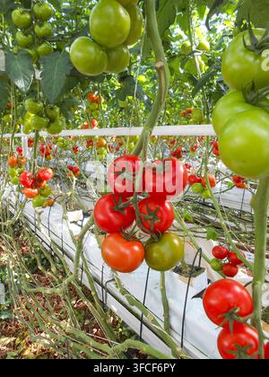 Rote und grüne Tomaten, die in einem Gewächshaus wachsen Stockfoto