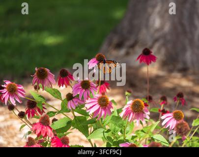 Ein Monarchfalter graziös auf lebhaft pinkfarbenen Kegelblumen in einer Gartenumgebung, aufgenommen in Big Apple, Cramahe. Dieses Bild ruft ein Gefühl von t Stockfoto